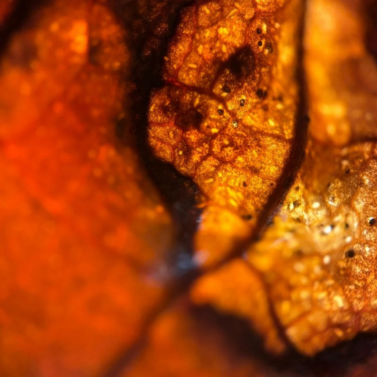An ultra close-up of warm fiery amber