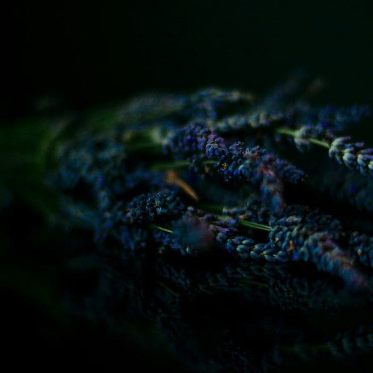 A sprig of lavender on a glossy black surface with a black background