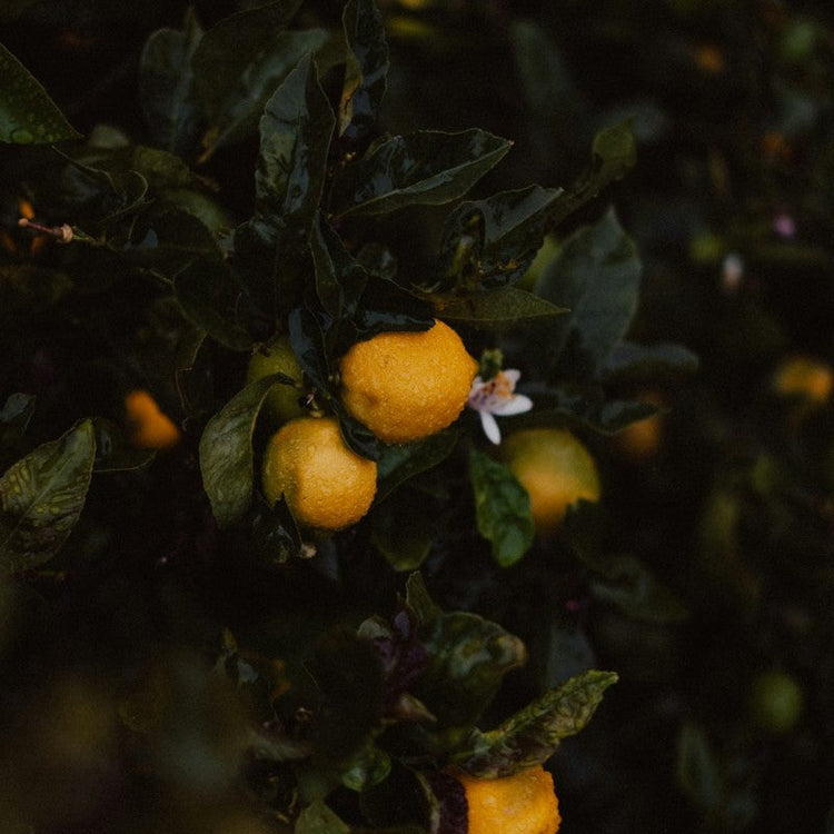 Wet oranges drape from a branch with dark green leaves