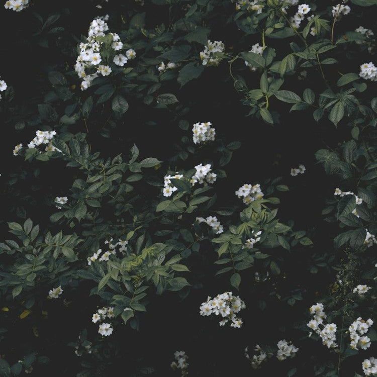 Dark greenery on a bush with small clusters of white flowers