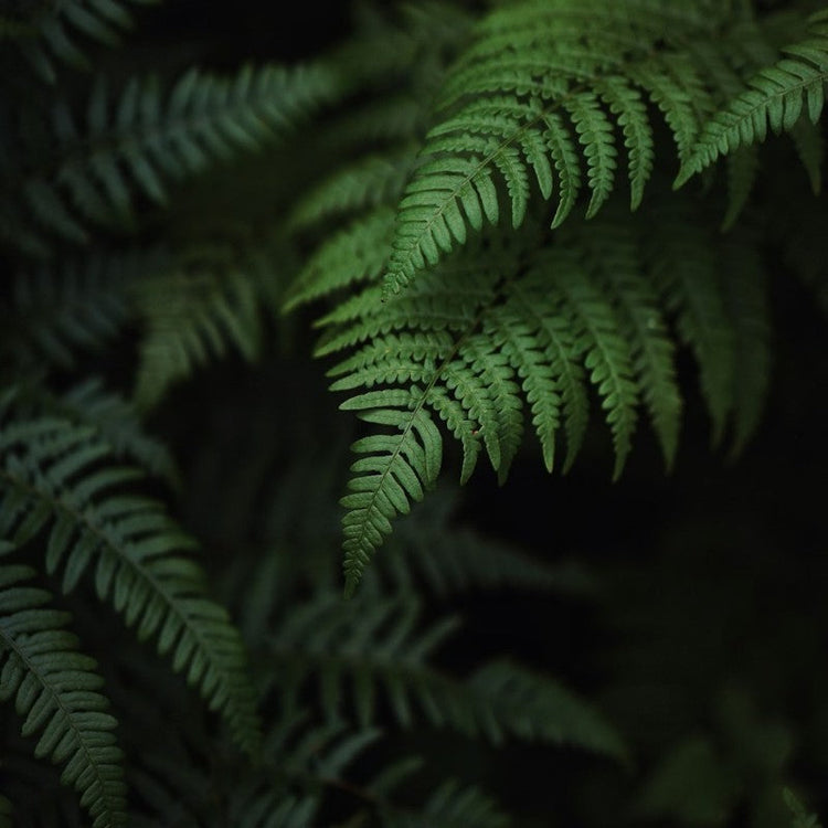 A darkly rich photo of fern fronds